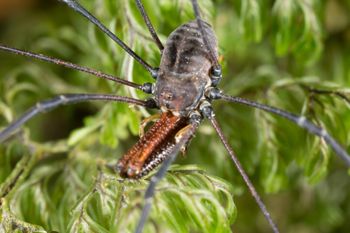Media type: image;   Invertebrate Zoology 133453